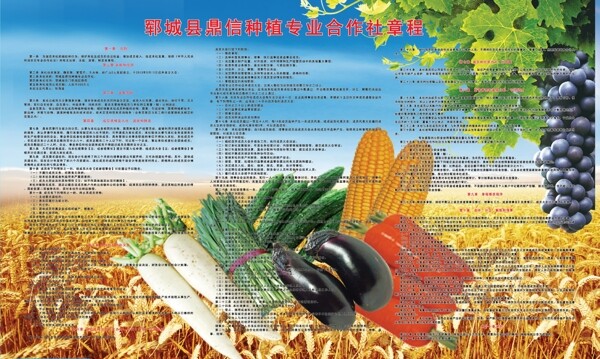 农民合作社章程图片