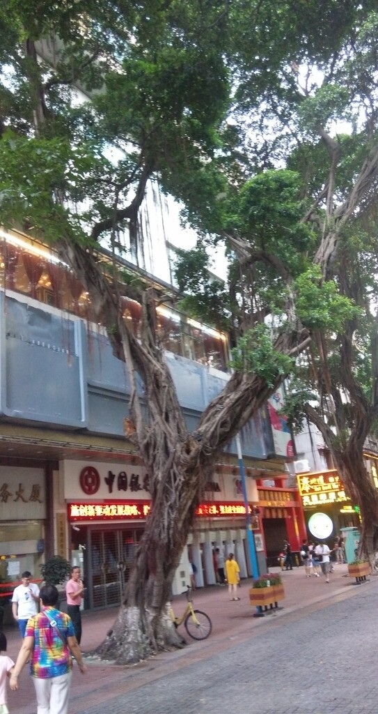 广州的树木
