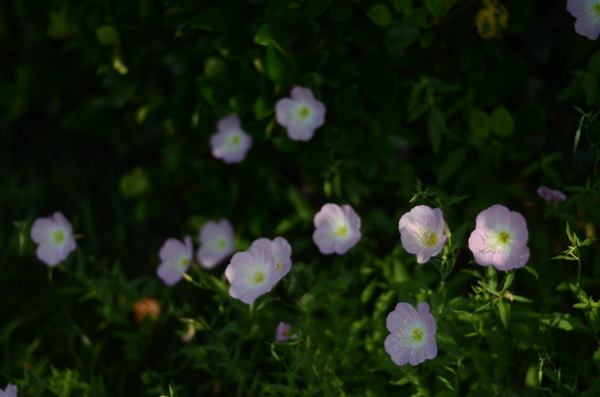 花菱草