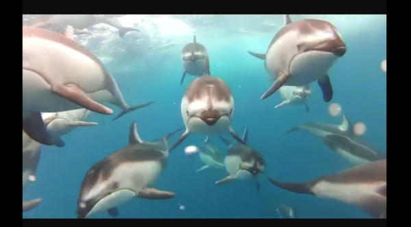 海豚视频素材