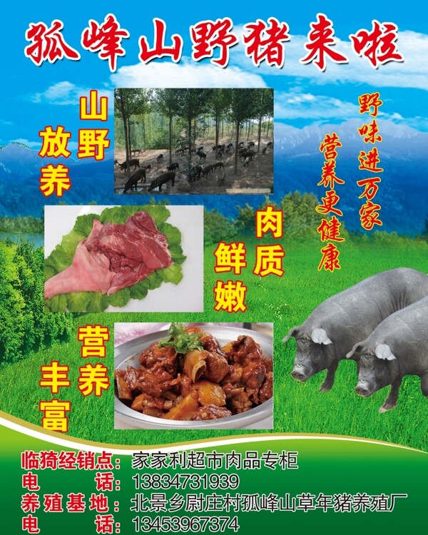 孤峰山野猪宣传单图片