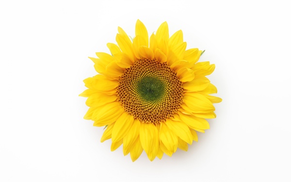 向日葵花朵黄色花瓣背景图片