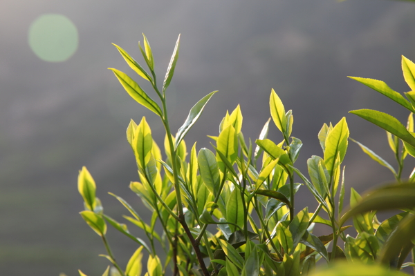 凤凰单丛茶芽图片