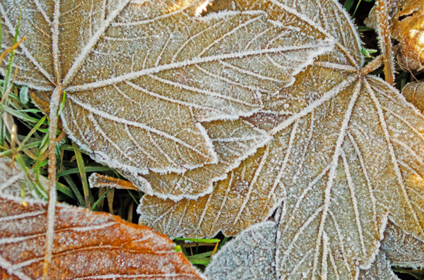 霜冻的叶子