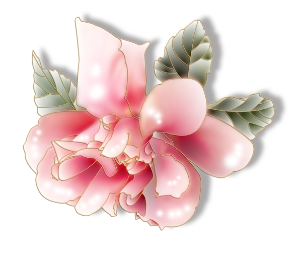 张扬的粉色牡丹花