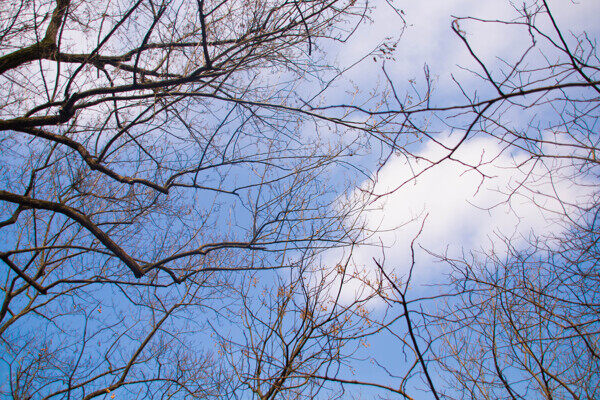 树枝蓝天白云海报