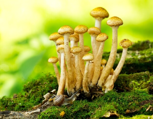 蘑菇蜂蜜琼脂森林里图片
