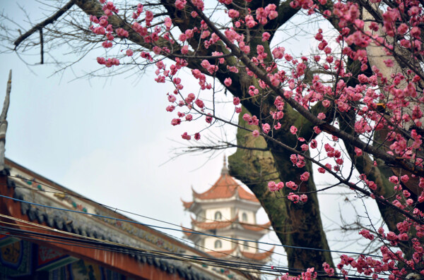 梅花图片