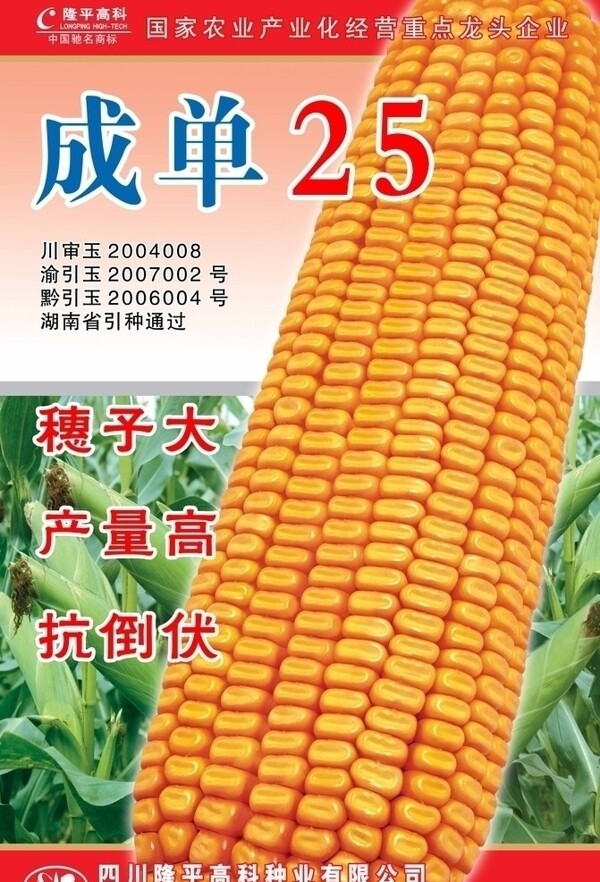 玉米宣传画图片