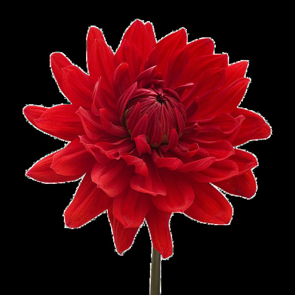 深红色大丽菊免抠png透明图层素材