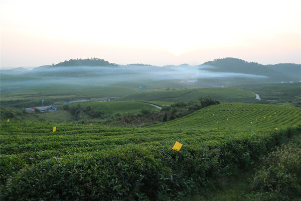 茶山美景图片