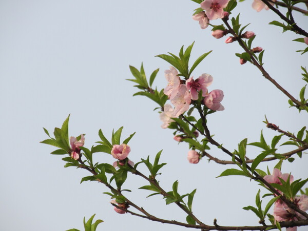 桃花图片