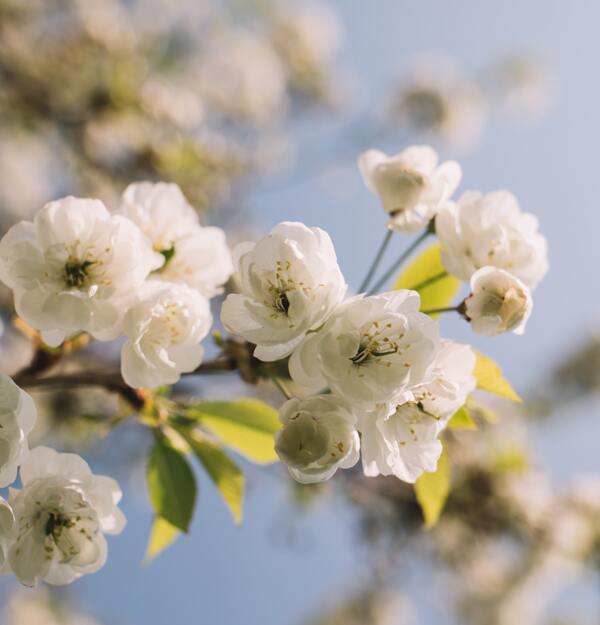 花卉图片