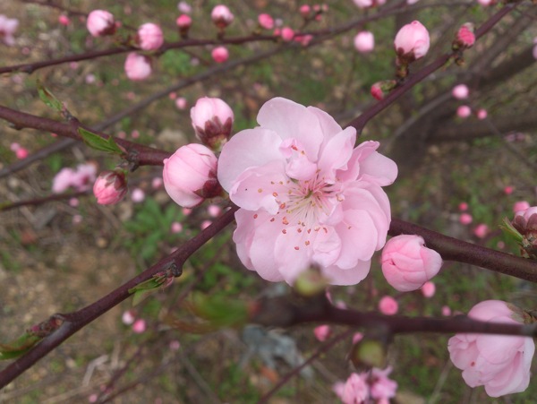 桃花图片