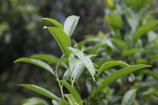 凤凰单枞茶茶树大乌图片