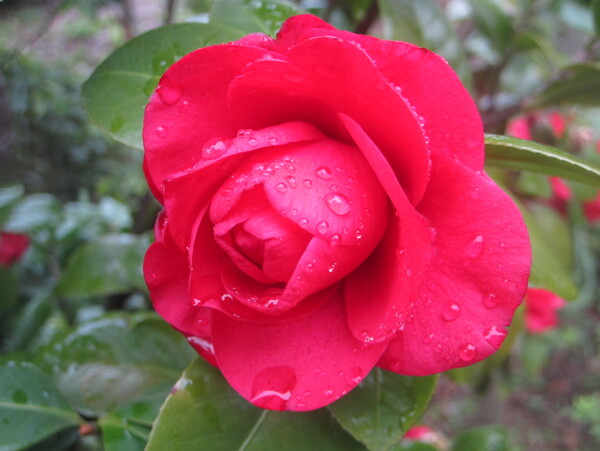 雨中茶花图片