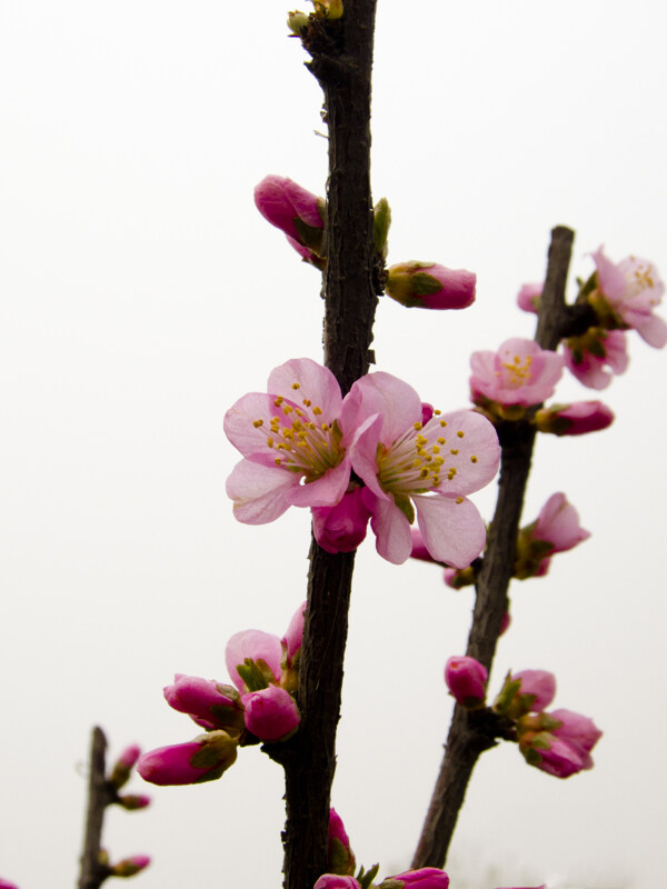 桃花图片