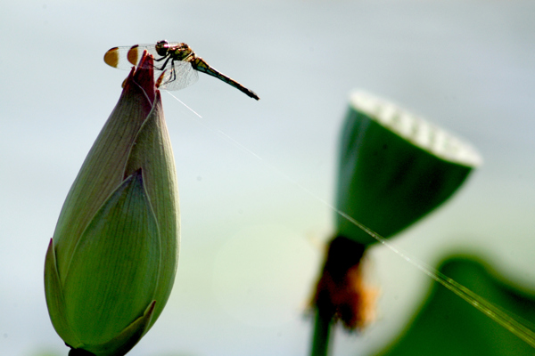 荷花花苞蜻蜓图片