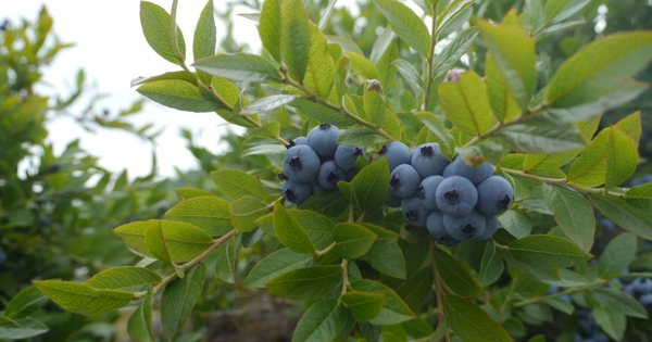 蓝莓高清照片图片
