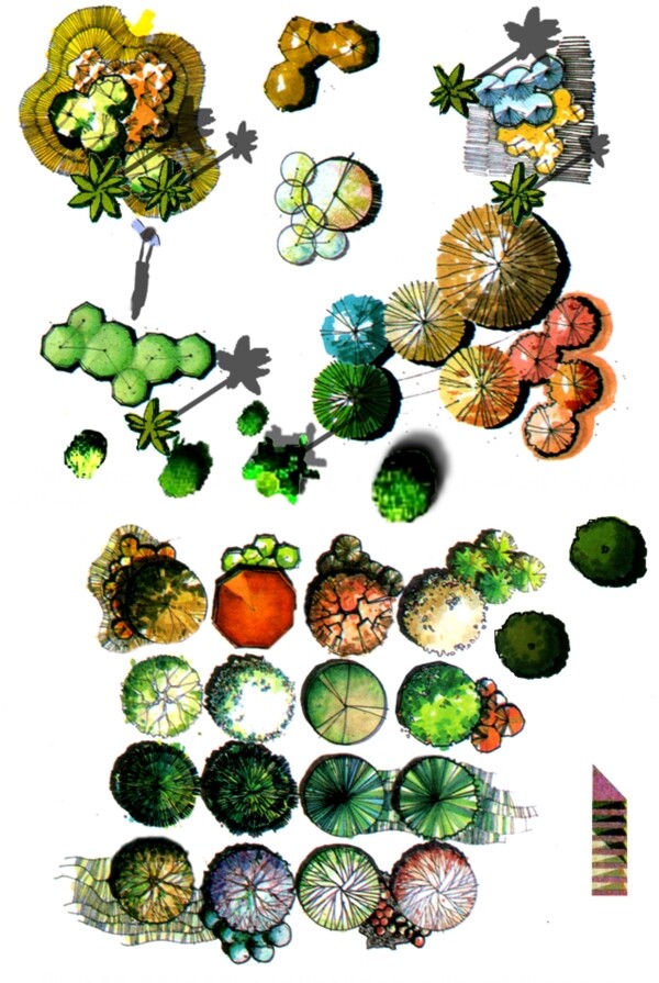 彩色平面手绘园林植物图片