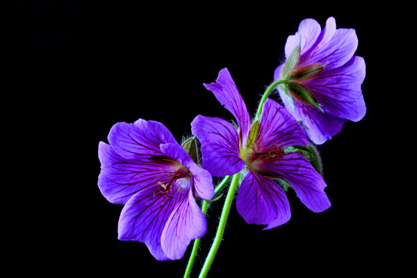 美丽紫色花朵图片