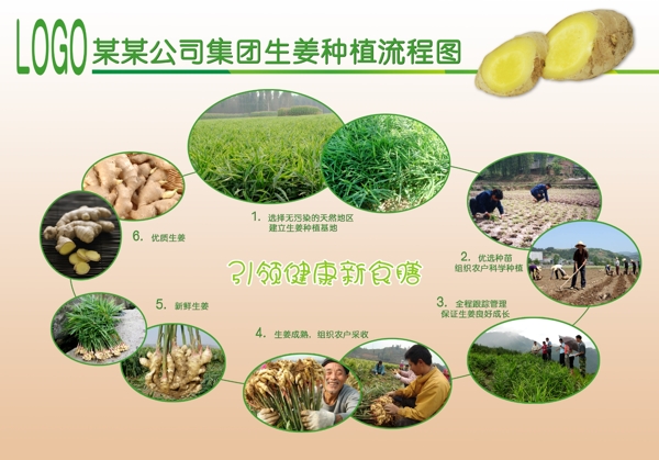 生姜种植流程图