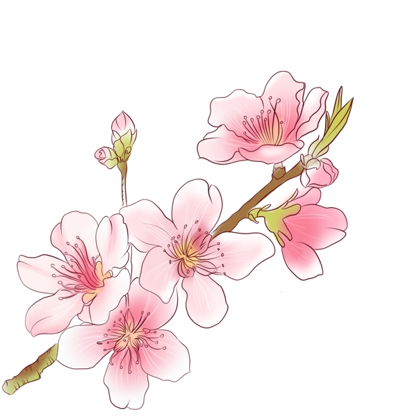 手绘植物通用元素水彩手绘中国风桃花