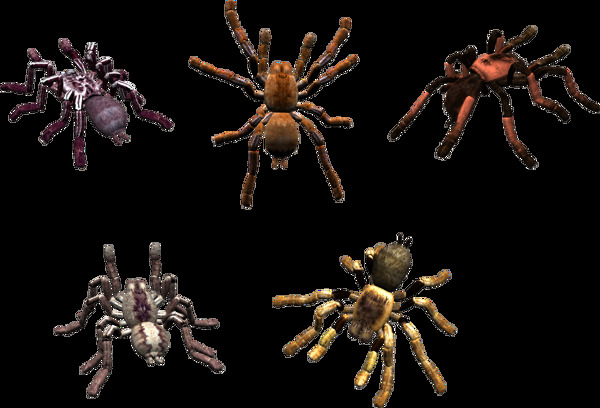 五只蜘蛛免抠png透明图层素材