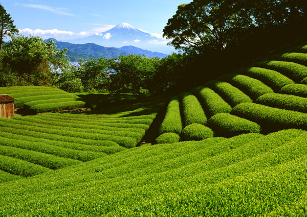 茶树茶园图片