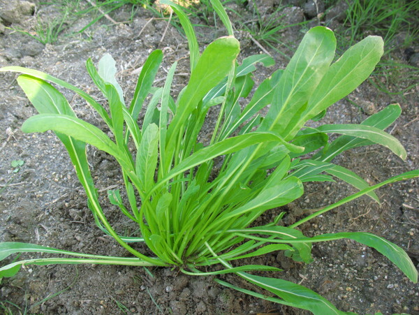 生态蔬菜金丝芥菜图片