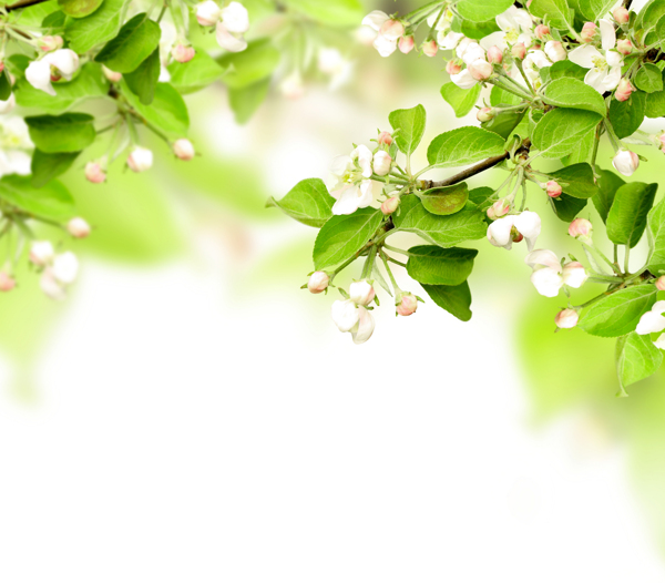 春天树枝花朵实用背景图片