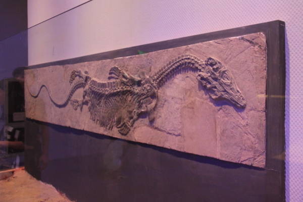 广东省博物馆恐龙化石