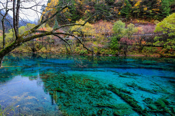 九寨沟五花海图片