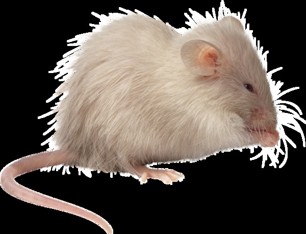 吃东西的白色老鼠免抠png透明图层素材