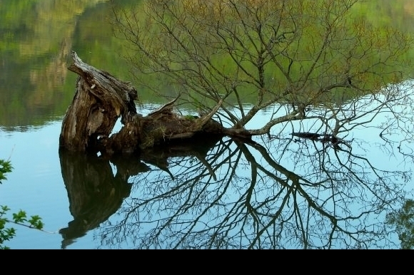 湖泊中老树根图片