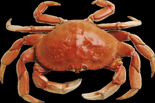 褐色螃蟹图片免抠png透明图层素材