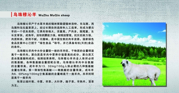 乌珠穆沁羊图片