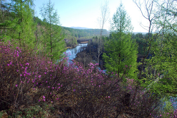 春天木屋山坡的杜鹃图片