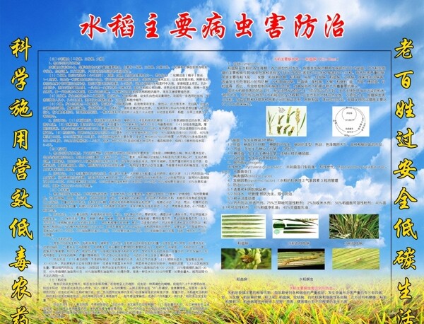水稻主要害虫防治图片