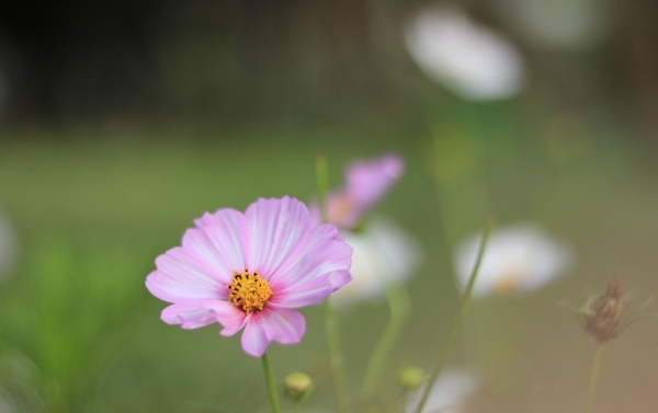 波斯菊