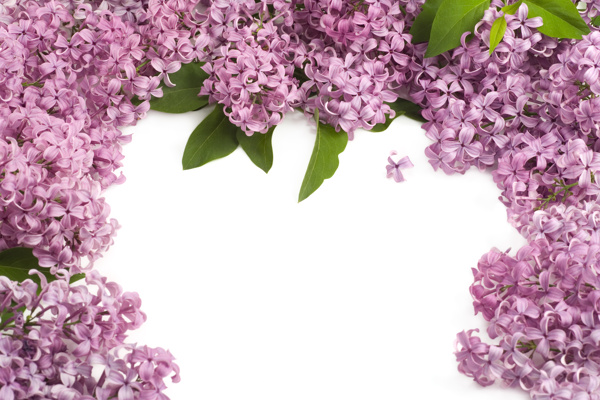 紫丁香背景图图片