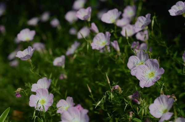 花菱草