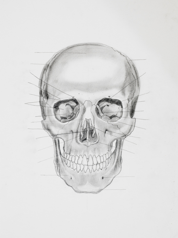 人体头部骨骼图片