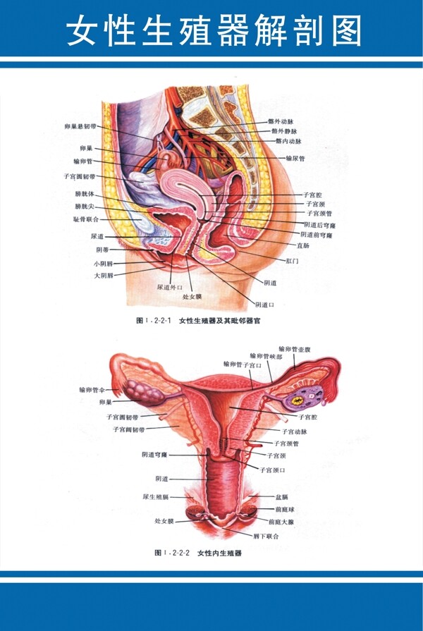 女性生殖器解剖图图片