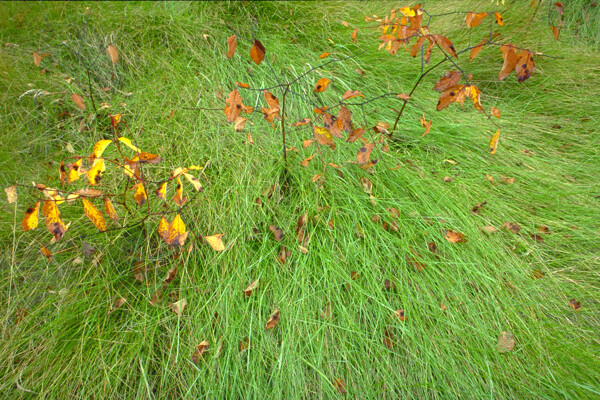 自然花草草地草原