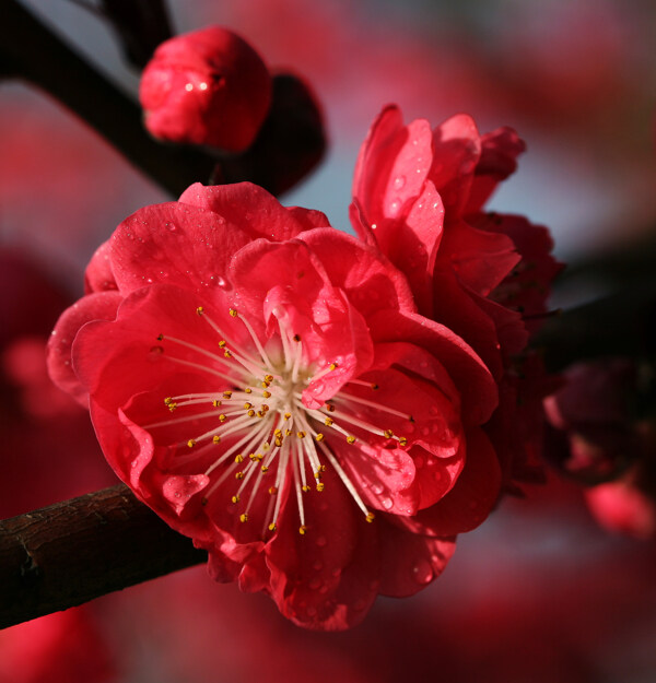 桃花图片