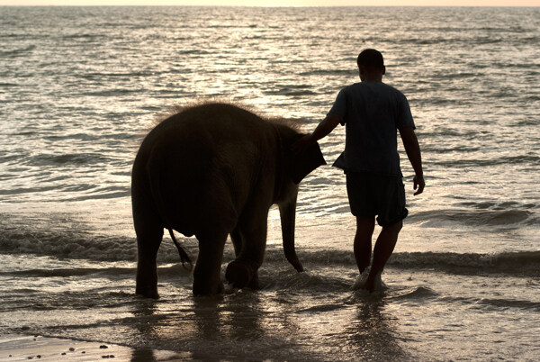 海滩的大象