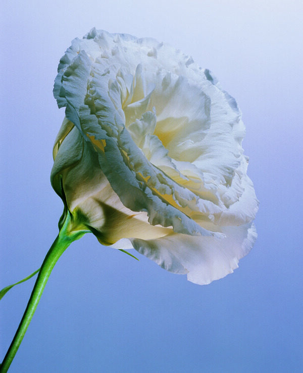 花姿花颜花一束花百花世界花朵花草花蕊花瓣全球首席设计大百科