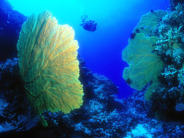 海洋生物