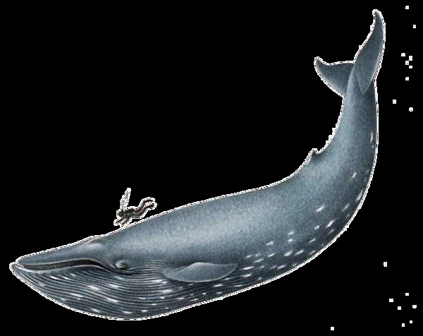 手绘可爱的鲸鱼免抠png透明素材